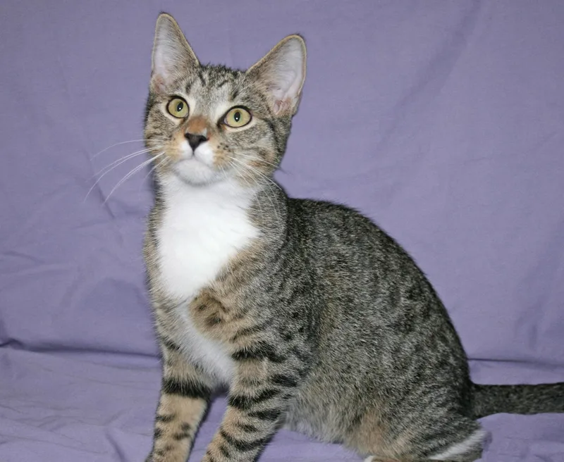 A baby medium-sized male Tabby (Brown / Chocolate) Tabby cat named Stelten for adoption in Victoria, MN