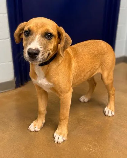 A baby small-sized female Mixed Breed dog named Hilda for adoption in Cumming, GA