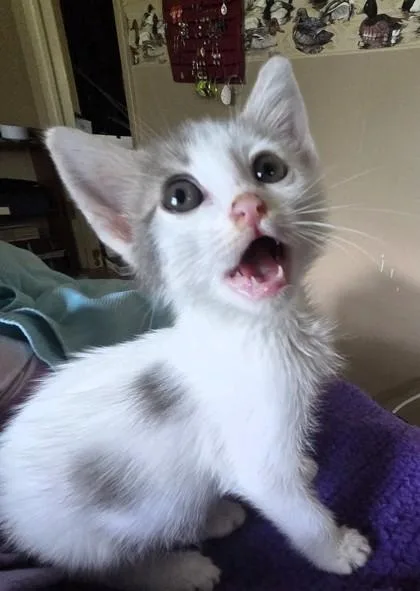 A baby small-sized male White Domestic Short Hair cat named Woodstock for adoption in Kansas City, MO