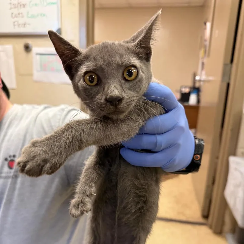 A baby small-sized female Domestic Short Hair cat named Dallas for adoption in Birmingham, AL