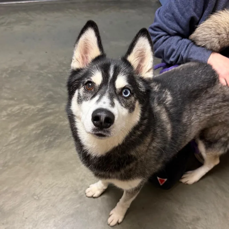 An adult medium-sized male Siberian Husky dog named Squidward for adoption in DeKalb, IL