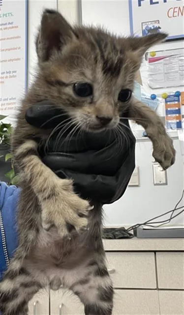 A baby medium-sized male Domestic Short Hair cat named Jimmuy for adoption in Dallas, TX