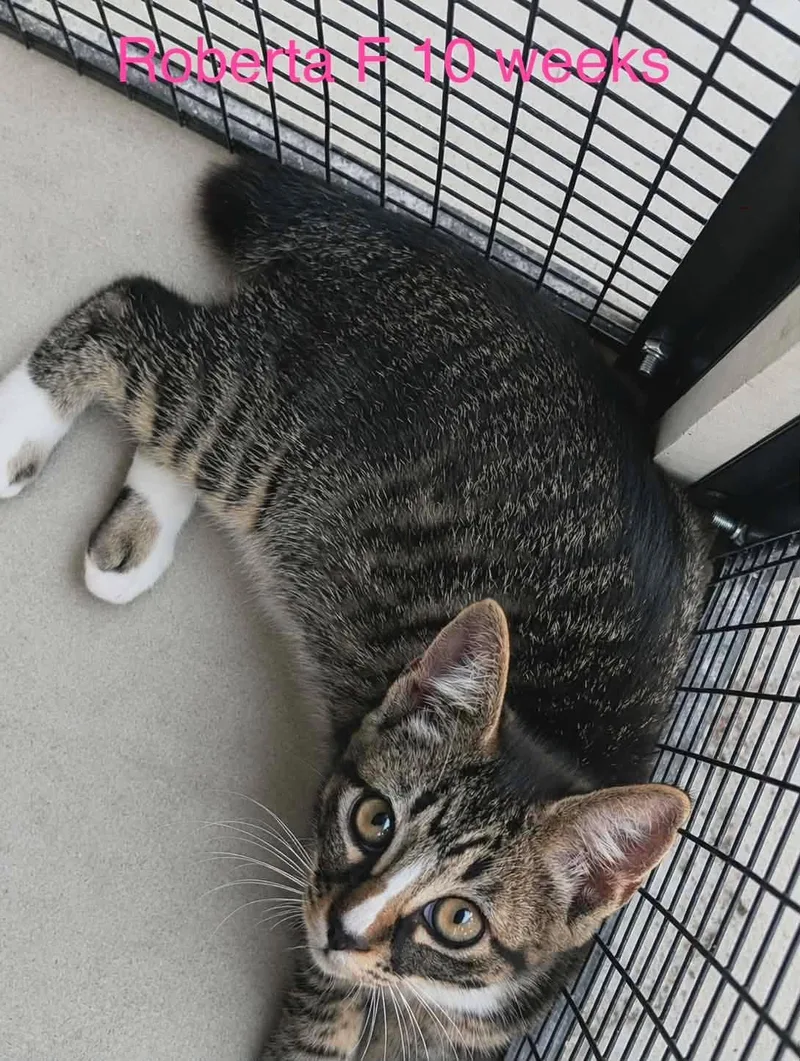 A baby medium-sized female Tabby (Brown / Chocolate) Domestic Short Hair cat named Roberta for adoption in Fort Payne, AL