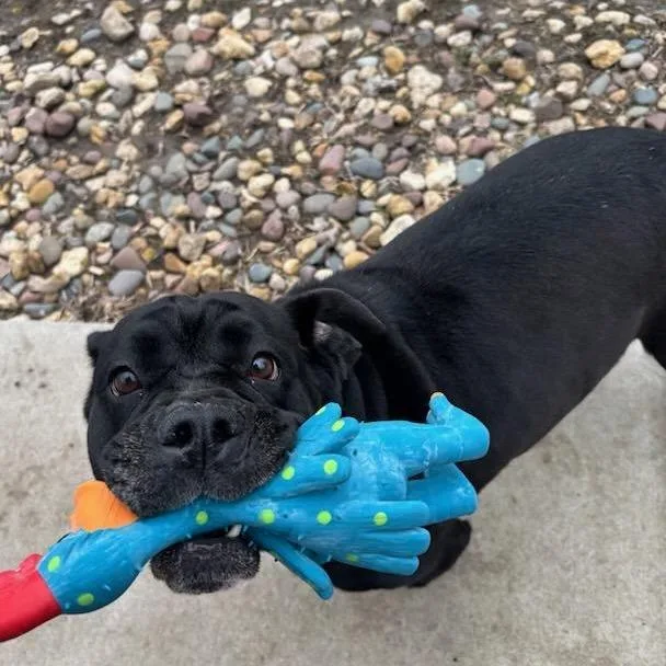 An adult medium-sized female Black Pit Bull Terrier dog named Drama for adoption in Milan, IL