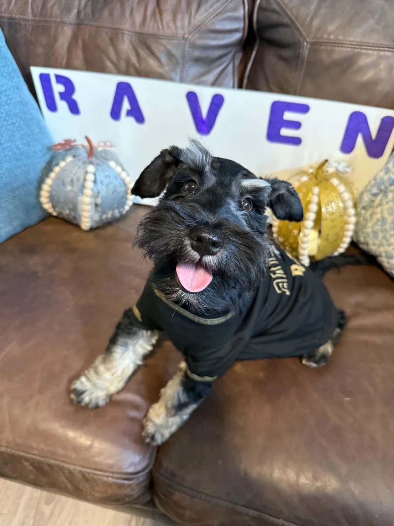 A baby small-sized female Black Miniature Schnauzer dog named Raven for adoption in Newberg, OR