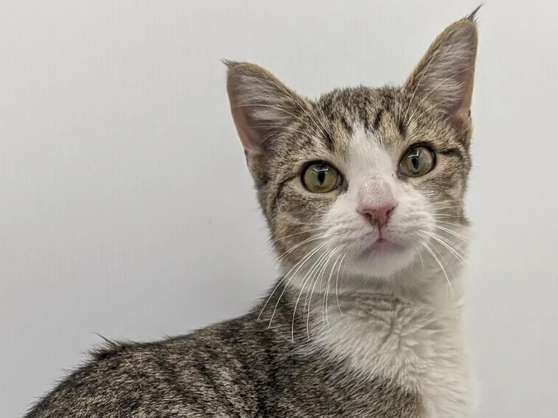 A baby small-sized female Domestic Short Hair cat named Daphne for adoption in Powell, OH