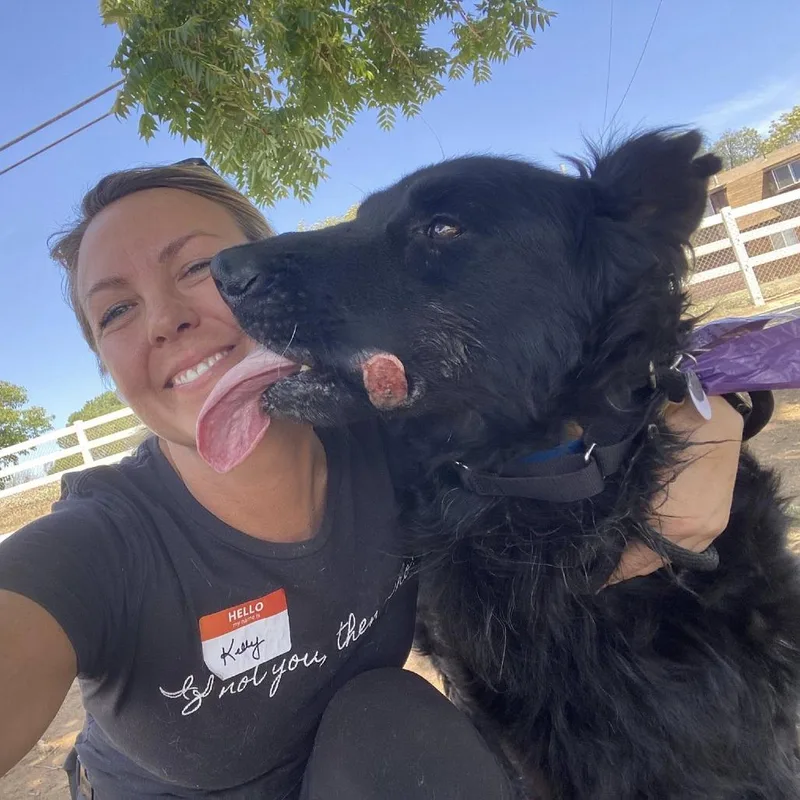 A senior extra large-sized male Black Shepherd dog named Meyer for adoption in Ramona, CA