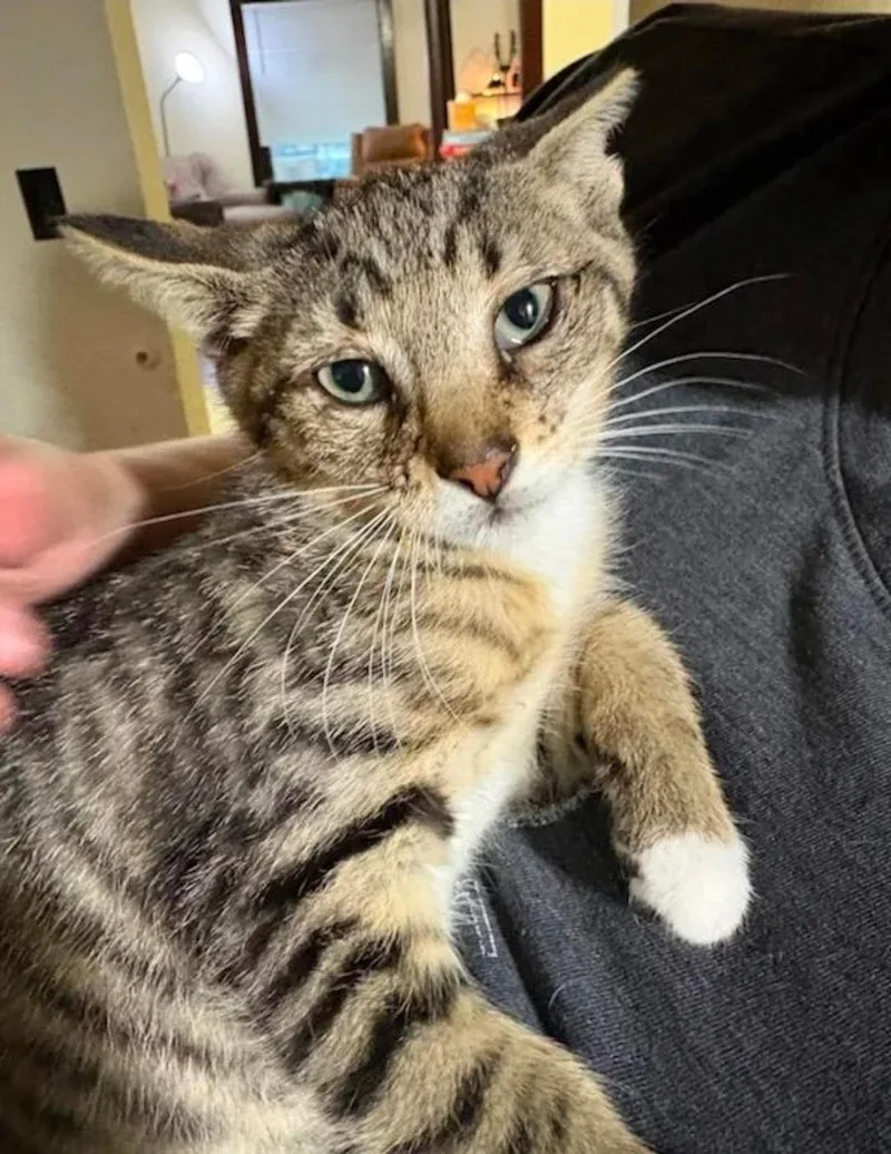 A young small-sized male Gray & White American Shorthair cat named Starlight and Teddy for adoption in Waverly, IA