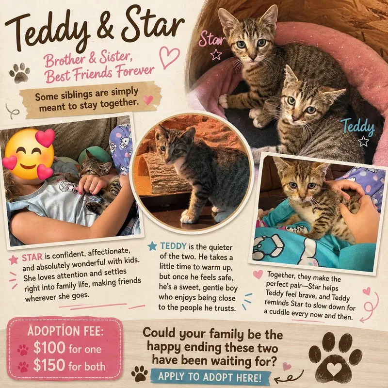 Starlight and Teddy thumbnail 4