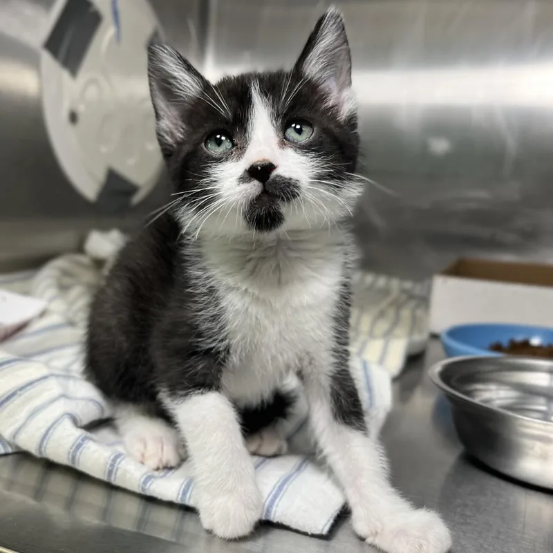 A baby small-sized female Gray / Blue / Silver Domestic Short Hair cat named Selena Gomez for adoption in Palm Springs, CA