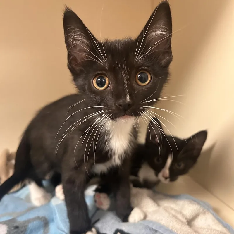 A baby small-sized male Black Domestic Short Hair cat named Tree for adoption in South Elgin, IL