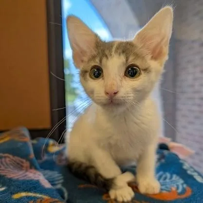 A baby small-sized male White Domestic Short Hair cat named Garfunkel for adoption in Rochester, MN