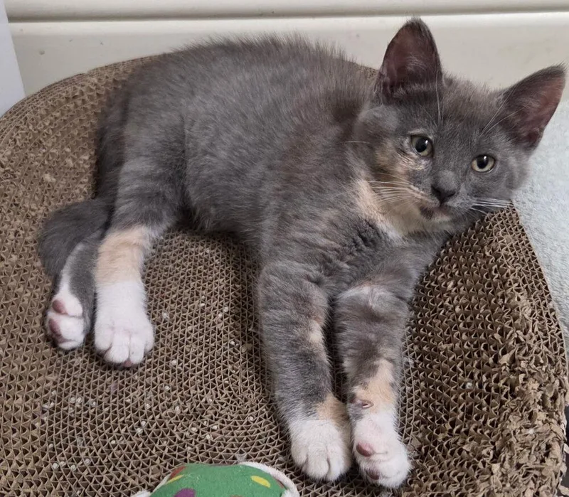 A baby small-sized female Domestic Medium Hair cat named Bellini for adoption in Dallas, TX