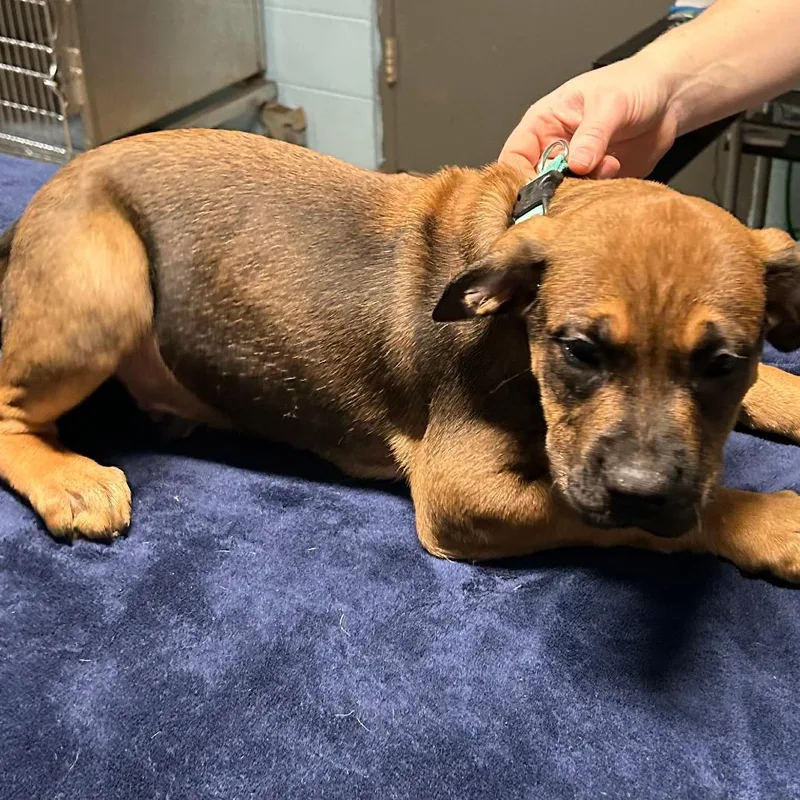 A young large-sized male Red / Chestnut / Orange Boxer dog named Hank for adoption in Salem, WV