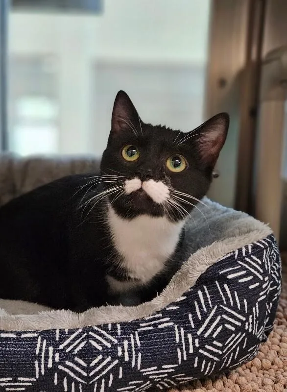 An adult medium-sized female Black & White / Tuxedo Tuxedo cat named Chance for adoption in Disputanta, VA