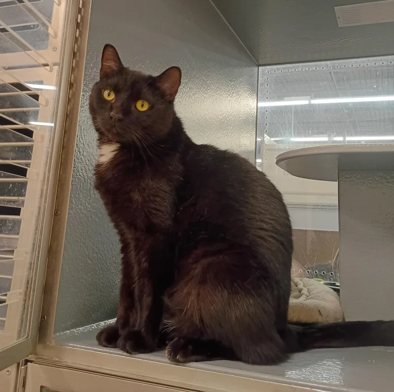 Mowgli  Calm & thumbnail 2