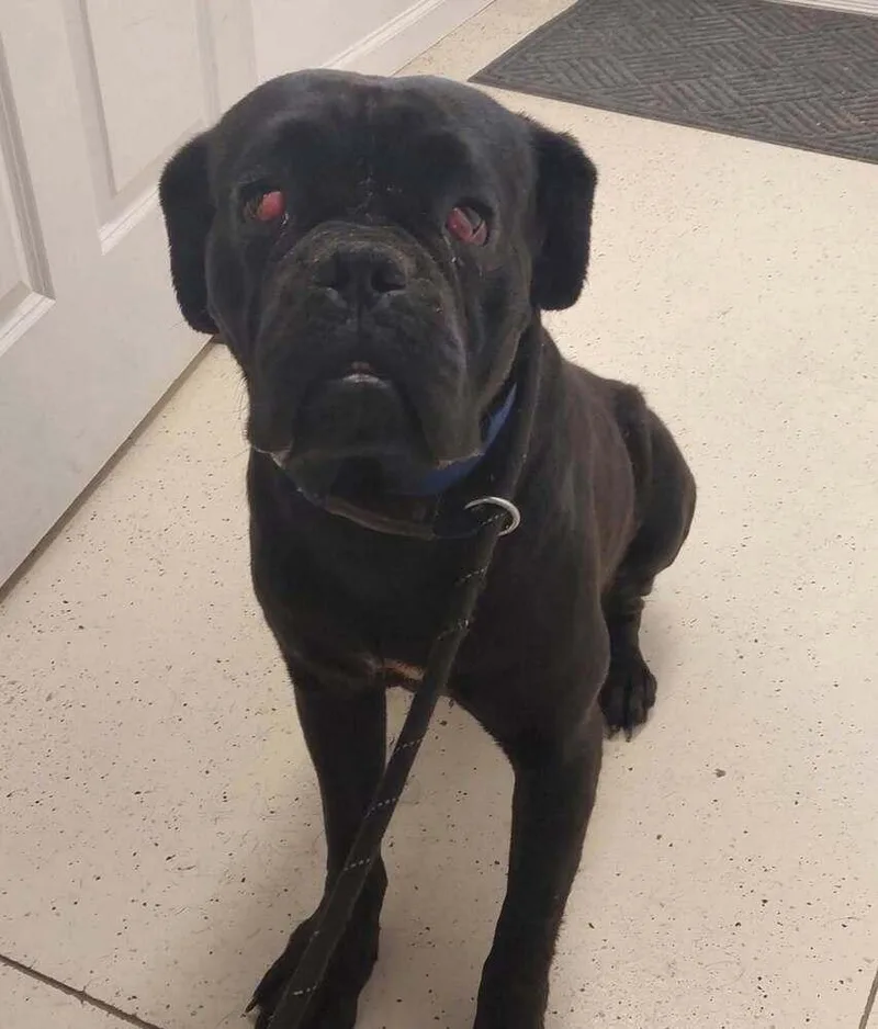 An adult medium-sized male Black Bullmastiff dog named Brutis for adoption in Evansville, IN