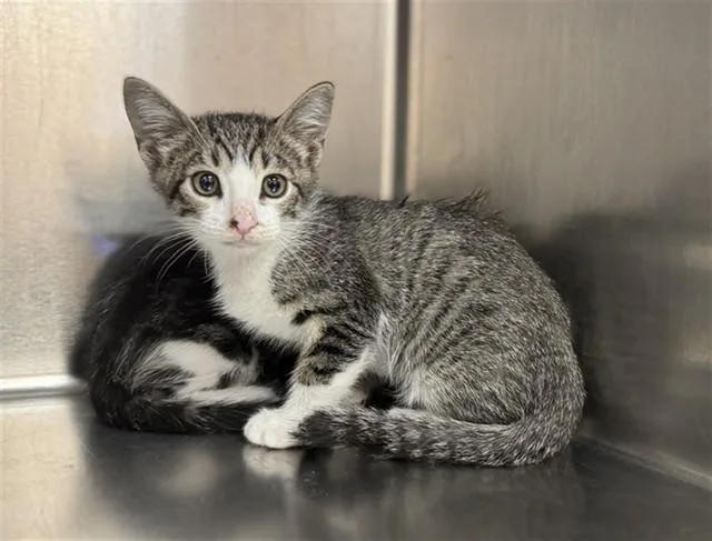 A baby small-sized male Domestic Short Hair cat named Ozzy for adoption in Thousand Palms, CA
