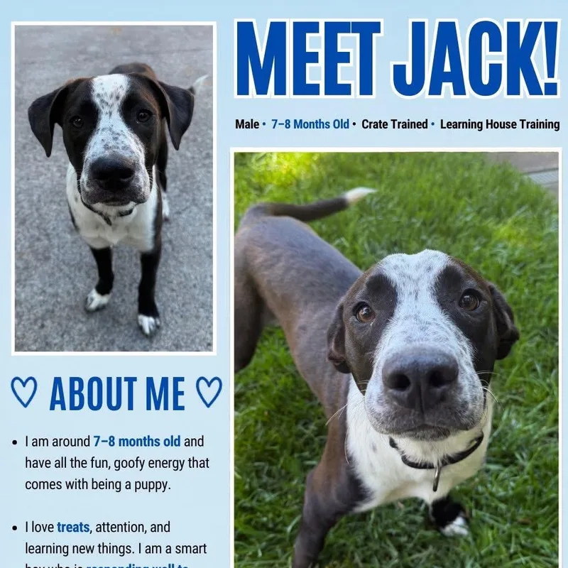 Jack thumbnail 2