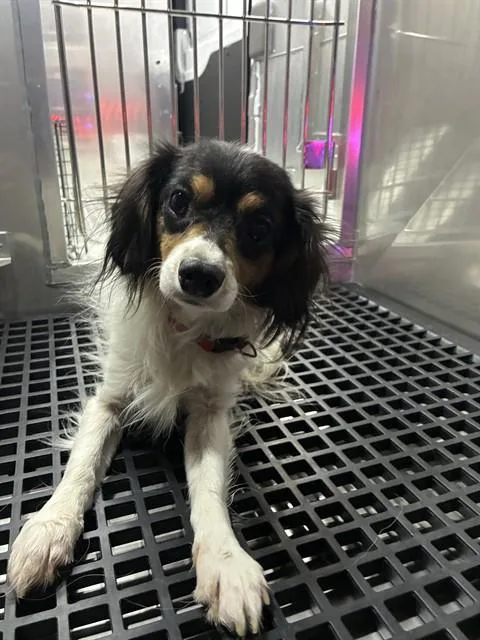 An adult small-sized male Mixed Breed dog named Nelson for adoption in Dallas, TX