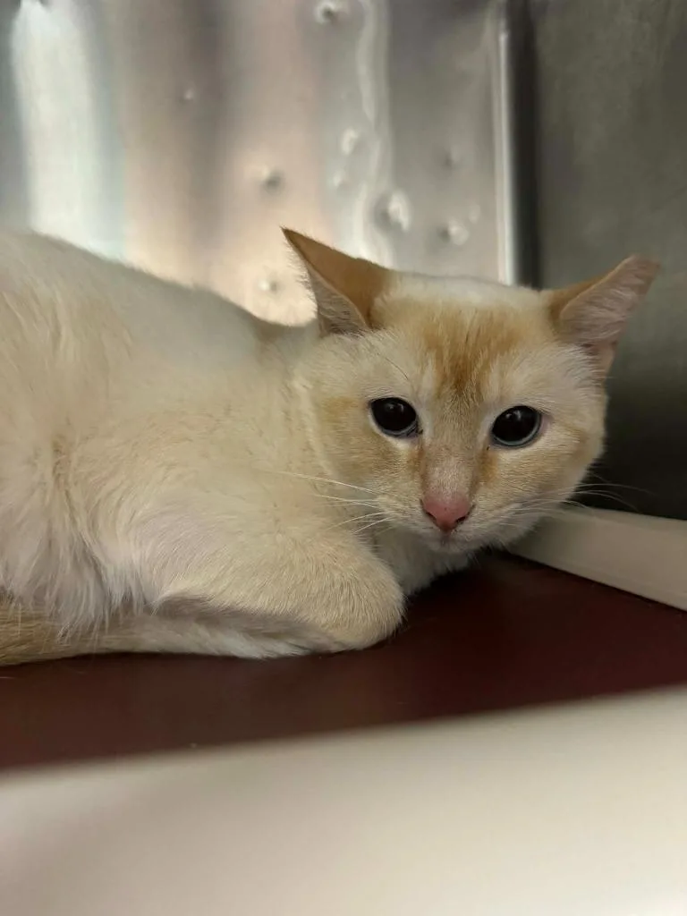 A young medium-sized female Domestic Short Hair cat named Whisper for adoption in Marion, OH