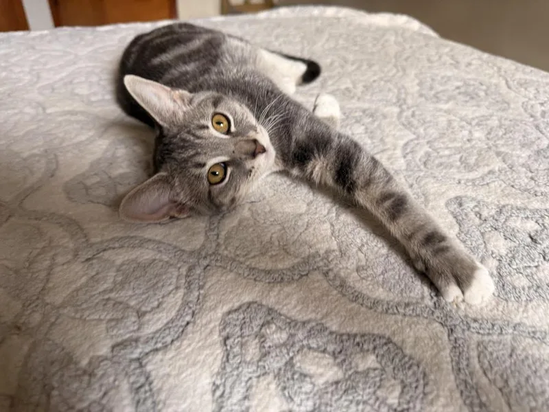 A baby small-sized female Gray & White Domestic Short Hair cat named Lilith for adoption in West Mifflin, PA