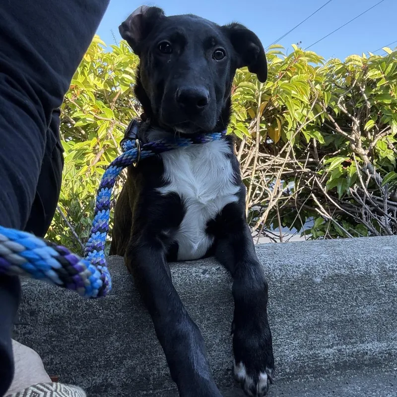 A baby medium-sized male Black Mixed Breed dog named Mullet for adoption in Bellingham, WA