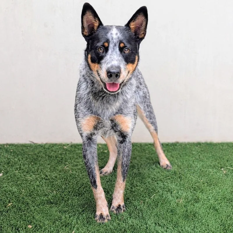A young medium-sized male Gray / Blue / Silver Australian Cattle Dog / Blue Heeler dog named John Wayne for adoption in Fredericksburg, TX