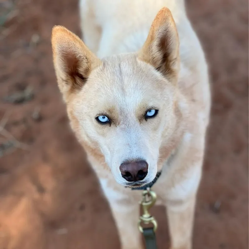 Crocodile thumbnail 2