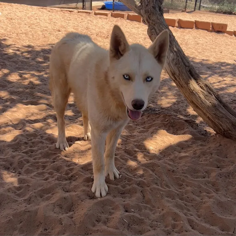 Crocodile thumbnail 3