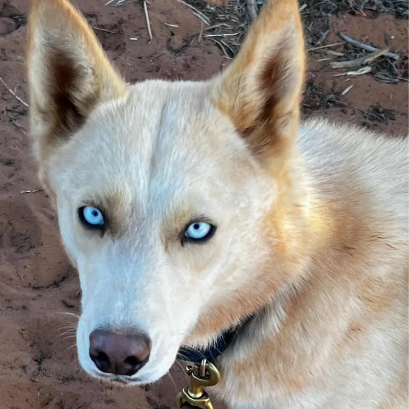 Crocodile thumbnail 4