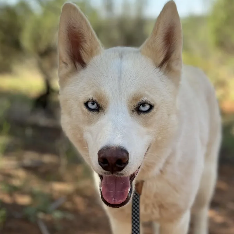 Crocodile thumbnail 5