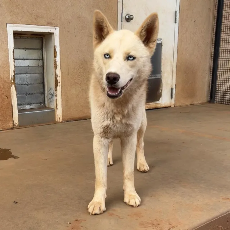 Crocodile thumbnail 6