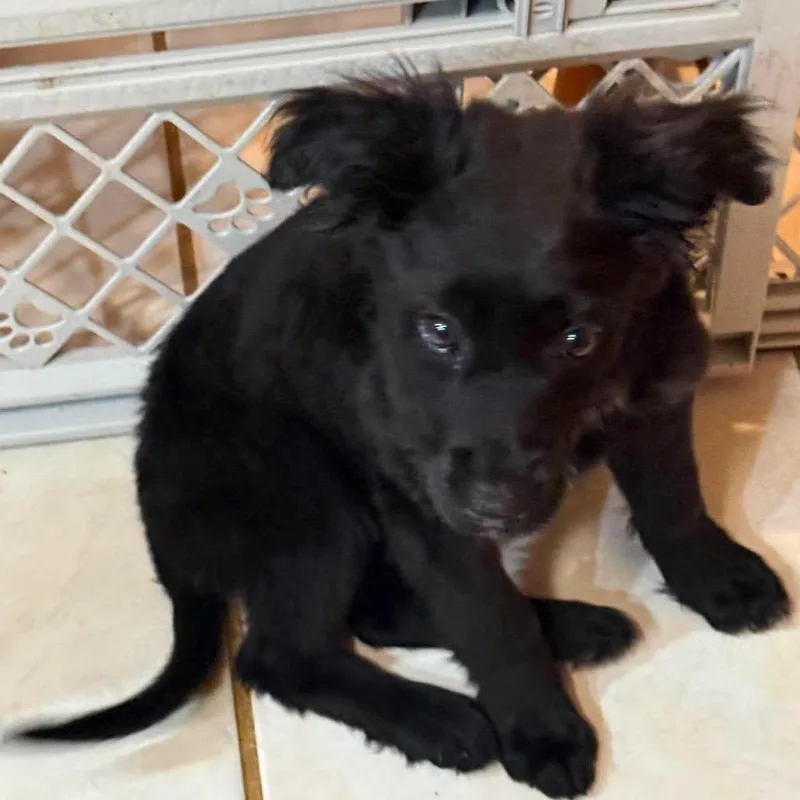 A baby medium-sized female Black Australian Shepherd dog named Taylor for adoption in Fredericksburg, VA