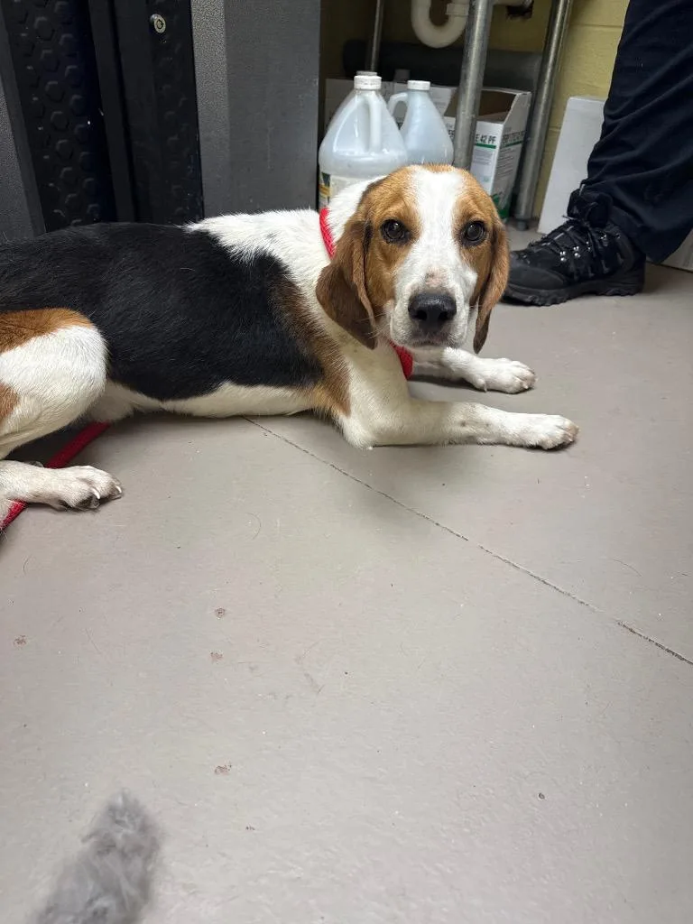 An adult medium-sized male Beagle dog named Trevor for adoption in Crossville, TN
