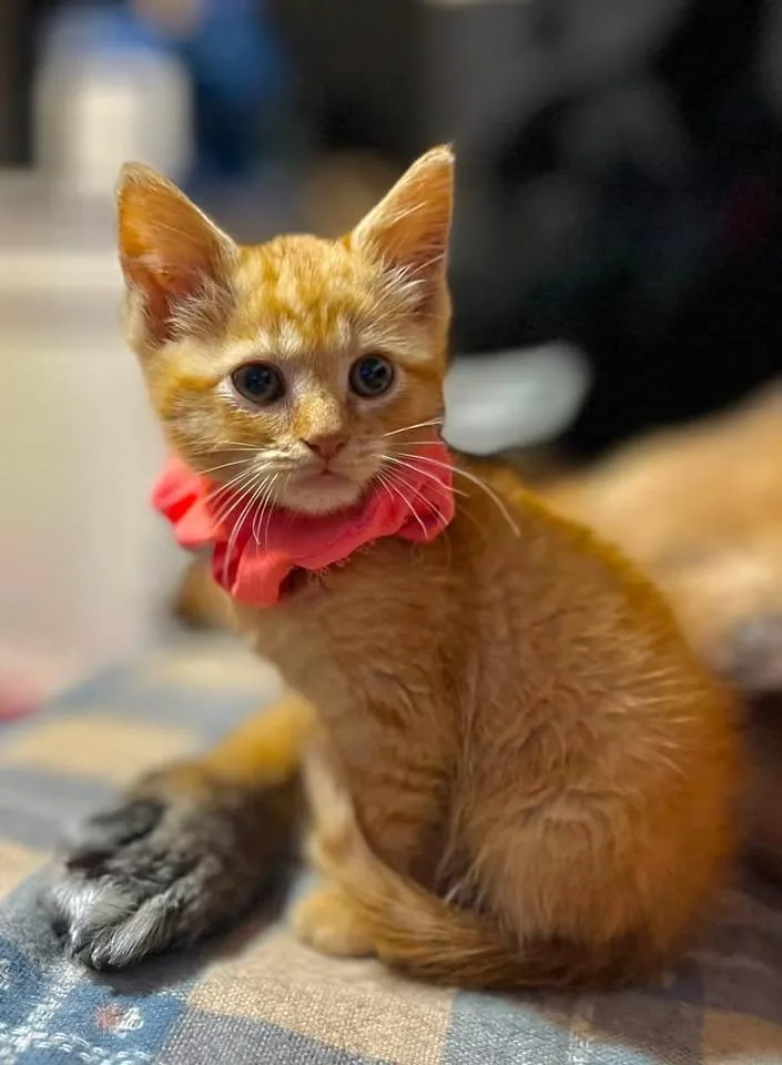A baby medium-sized male Orange & White Domestic Short Hair cat named Adam for adoption in Sparta, NC