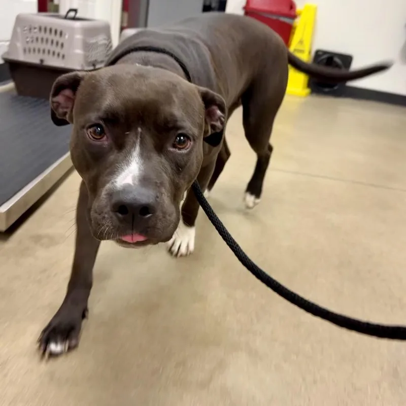 An adult medium-sized male Brown / Chocolate Pit Bull Terrier dog named Zoe for adoption in York, PA