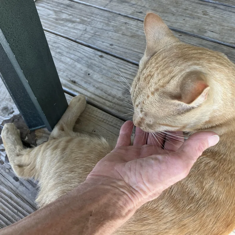 An adult medium-sized male Orange / Red Tabby cat named Cheezit The Love Bug for adoption in Wimauma, FL