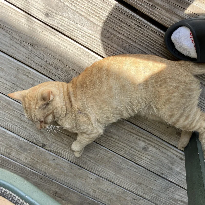 Cheezit The Love Bug thumbnail 2
