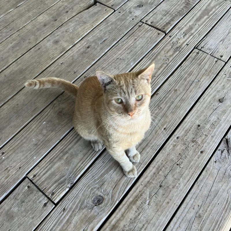 Cheezit The Love Bug thumbnail 3