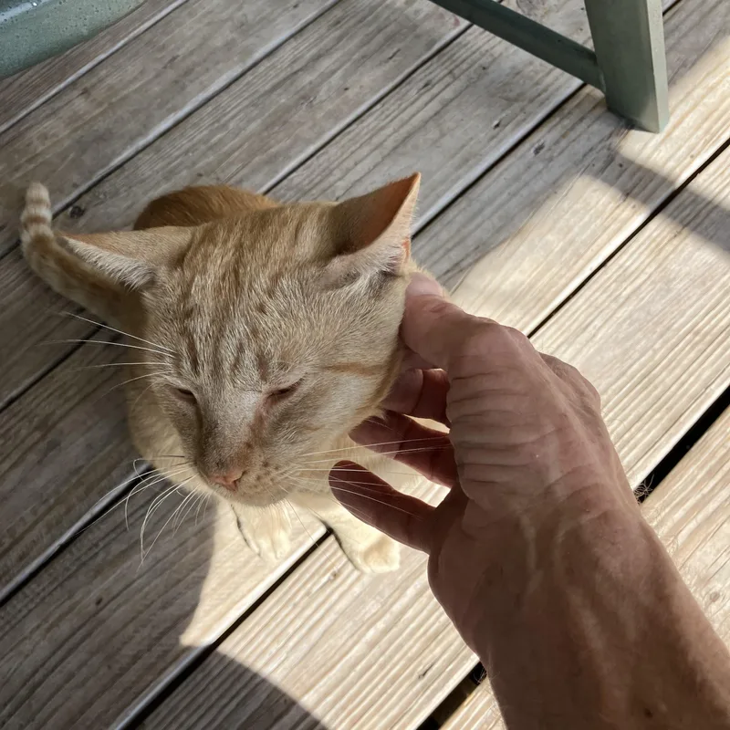 Cheezit The Love Bug thumbnail 4