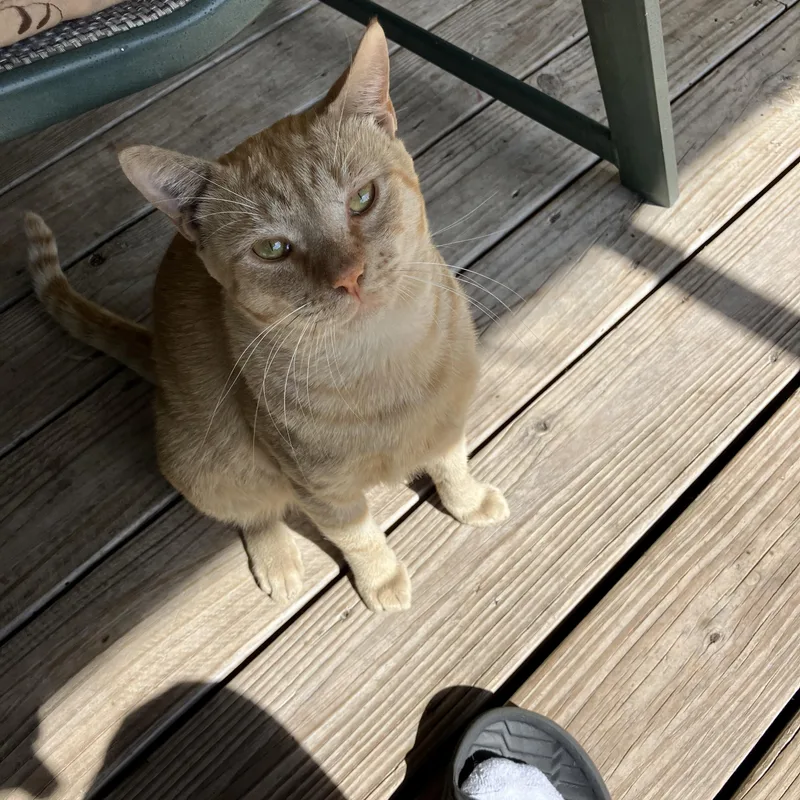 Cheezit The Love Bug thumbnail 6