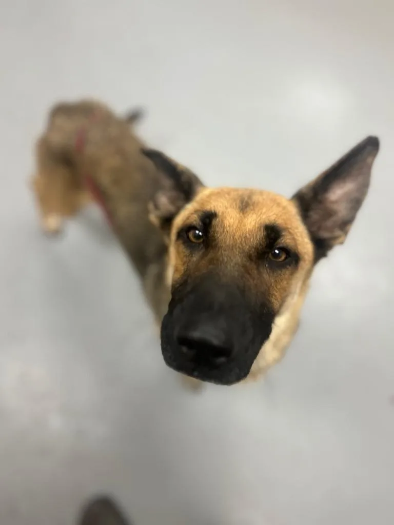 A young medium-sized female German Shepherd Dog dog named Punkrot for adoption in Hartsville, SC