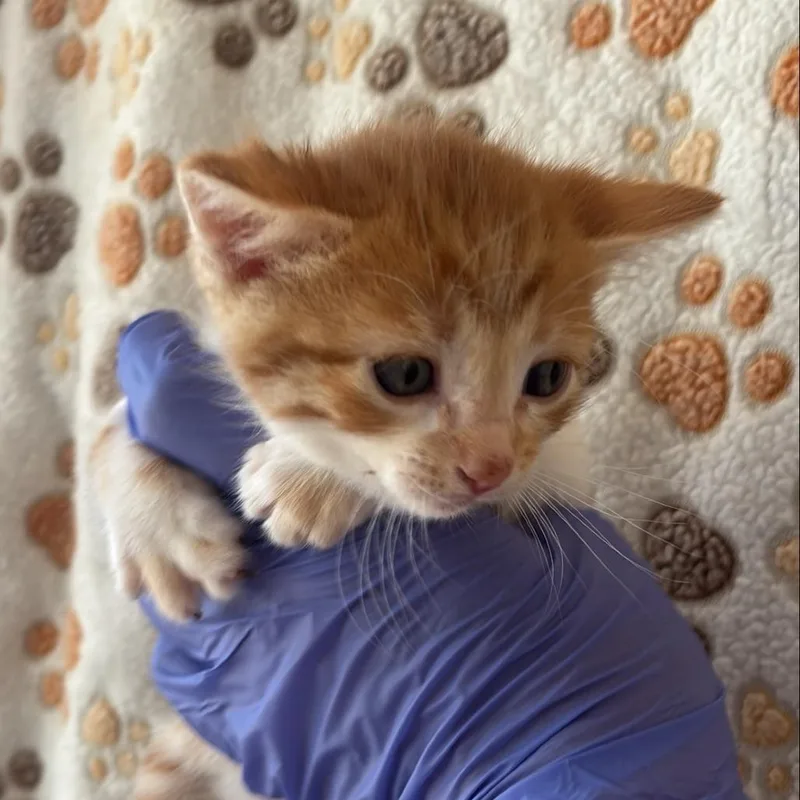 A baby small-sized male Orange / Red Domestic Short Hair cat named Naan for adoption in Kanab, UT