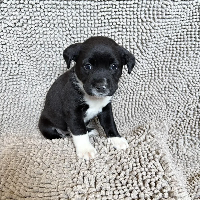 A baby large-sized female Tricolor (Brown, Black, & White) Labrador Retriever dog named Smudge for adoption in Pleasant Hill, CA