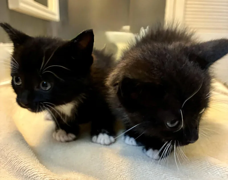 A baby small-sized male Domestic Short Hair cat named Penn for adoption in Lexington, SC