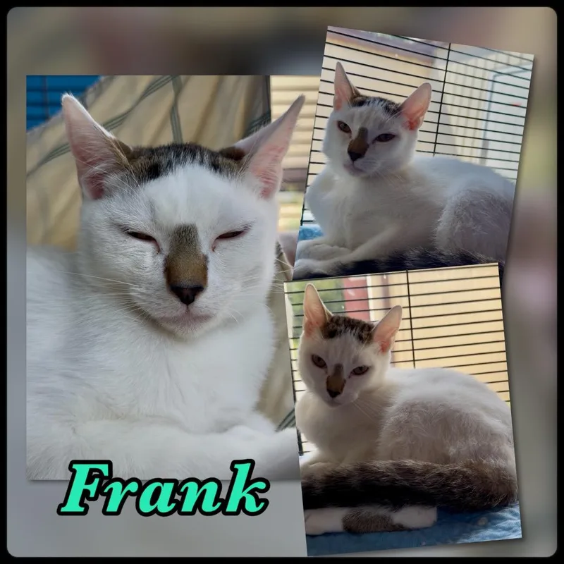 A baby small-sized male Domestic Short Hair cat named Frank for adoption in Blountville, TN