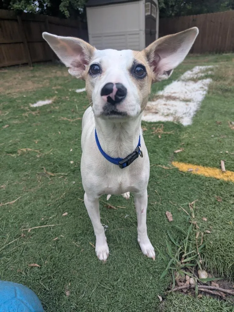 An adult medium-sized female Terrier dog named Crysta for adoption in Indianola, IA