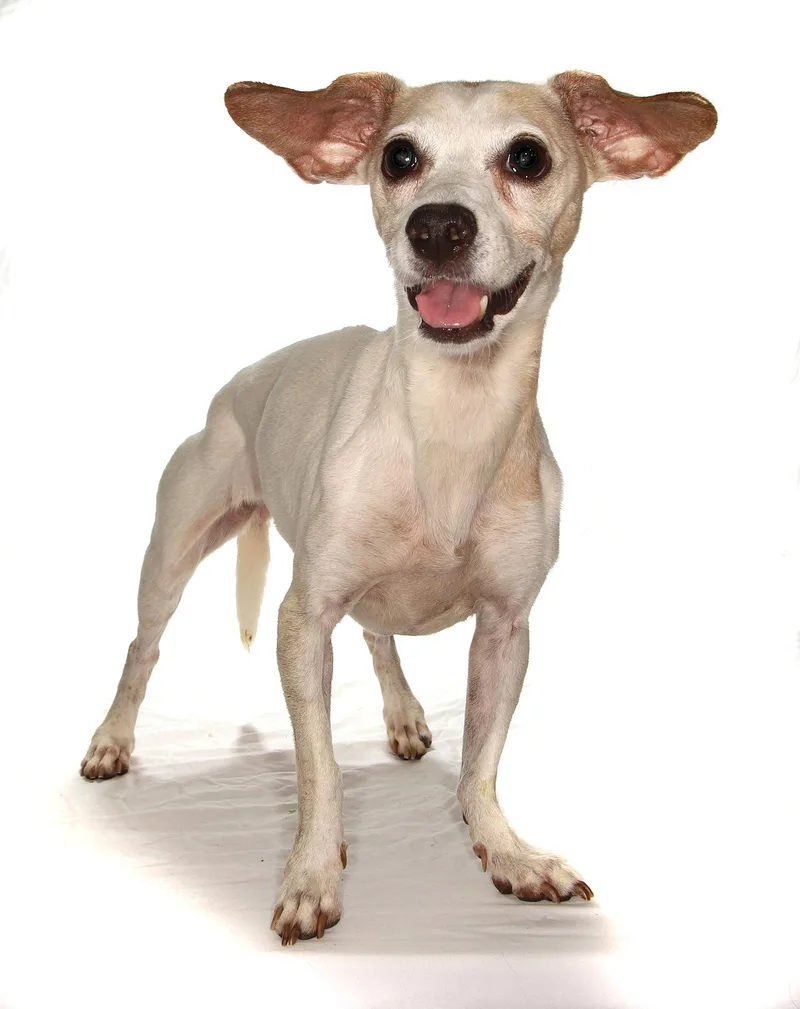 A senior medium-sized female Chihuahua dog named Sara for adoption in Oakland Park, FL