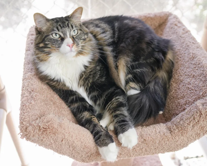 An adult medium-sized male Tabby (Brown / Chocolate) Domestic Long Hair cat named Legion for adoption in Boise, ID